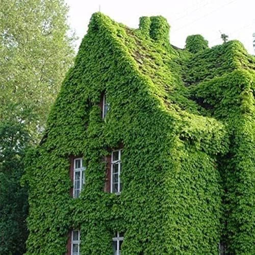 Ivy Hedera helix Flower Seeds for Planting in Garden