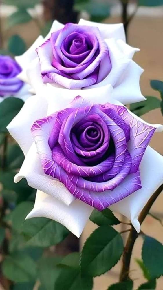 Rose Seeds for Planting Create a Beautiful Rose Garden