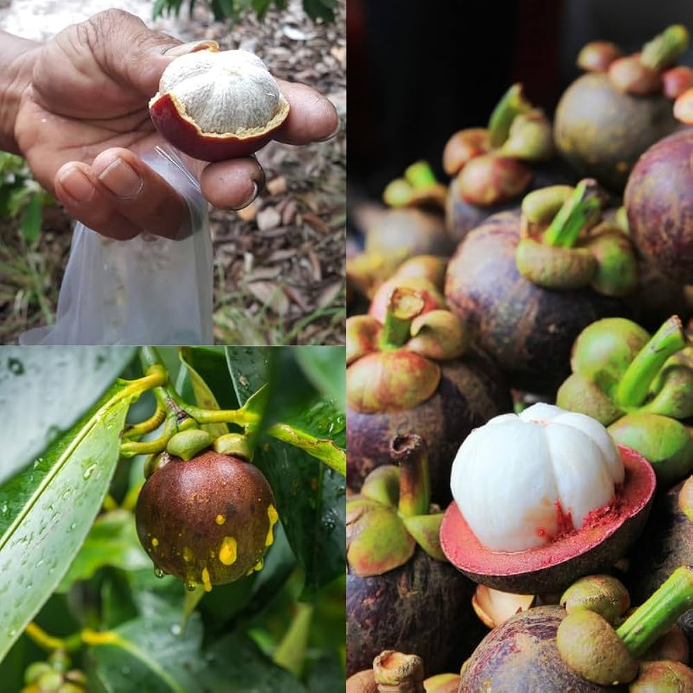 Mangostan Seeds for Planting Exotic Fruit Seeds for Home Gardening