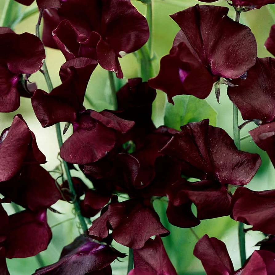 Beaujolais Sweet Pea Seeds for Planting Lathyrus odoratus for trellises and balcony gardens