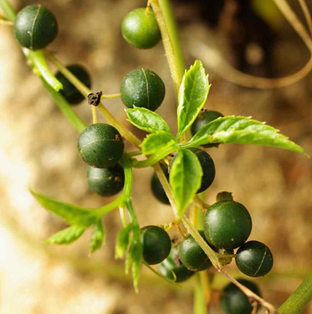 Gynostemma Pentaphyllum Gynostemma pentaphyllum for planting in herb garden
