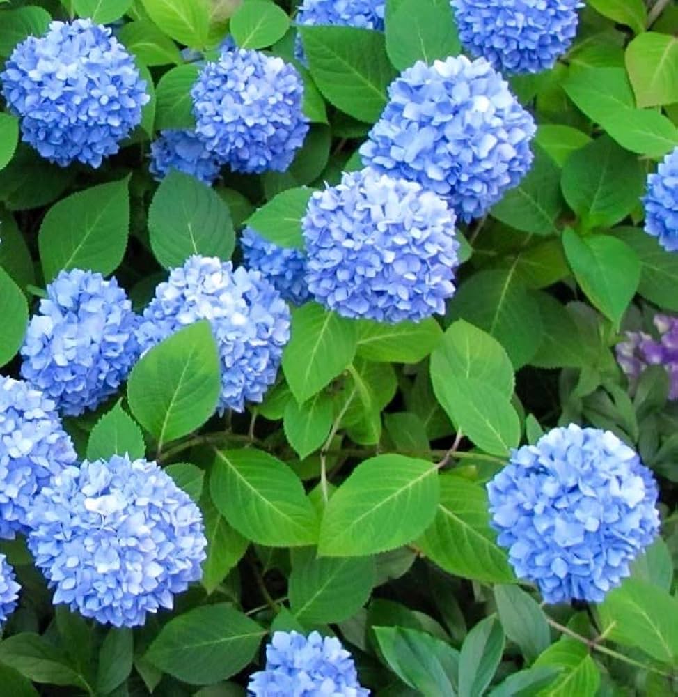 Blue Climbing Geranium Flower seeds for Planting - Long Bloom Season, Heirloom & GMO Free Seeds for Home Garden