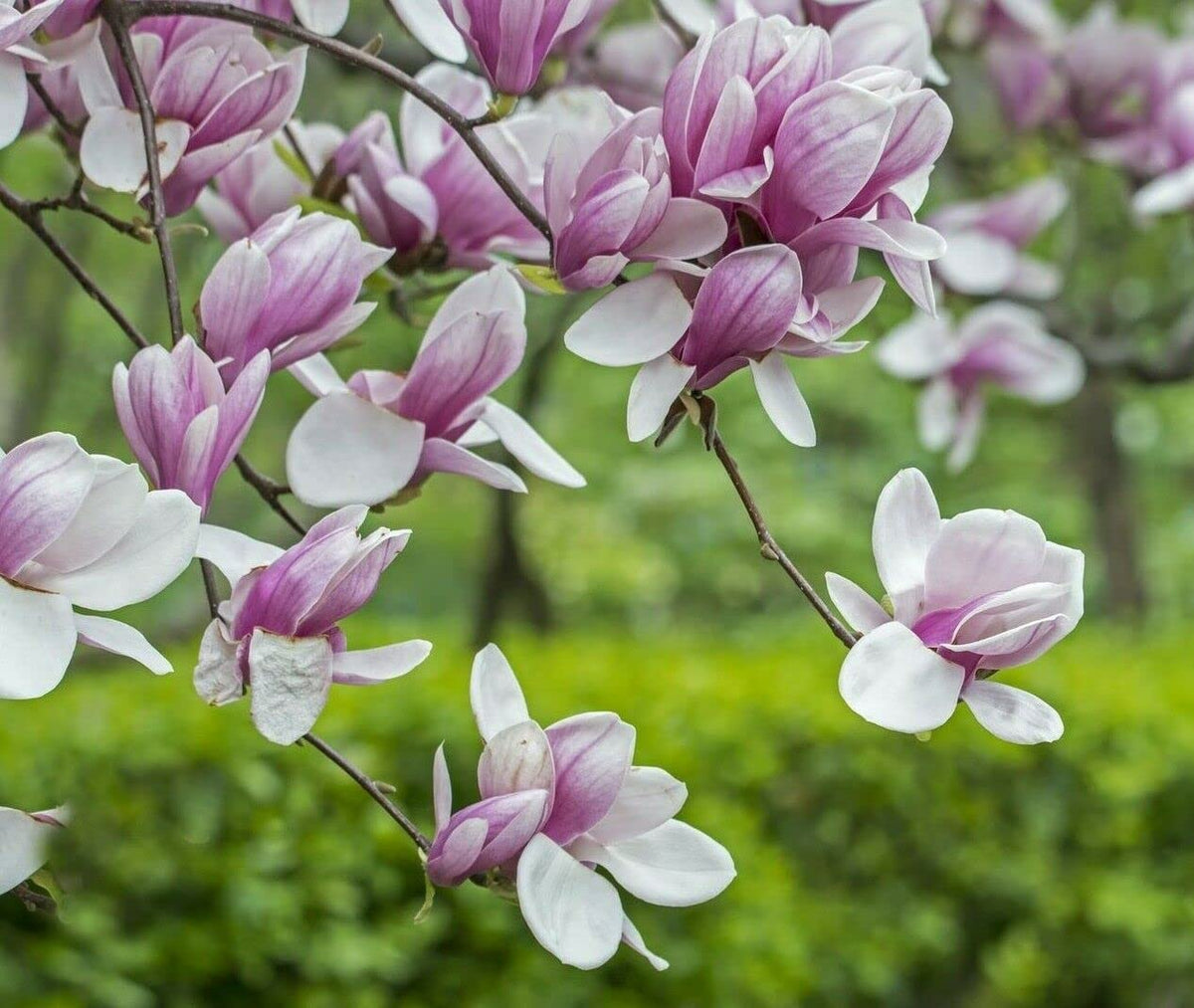 Soulangeana Flower seeds for Planting - Cottage Garden Essential, Heirloom & GMO Free Seeds for Home Garden
Sale for planting in home garden.