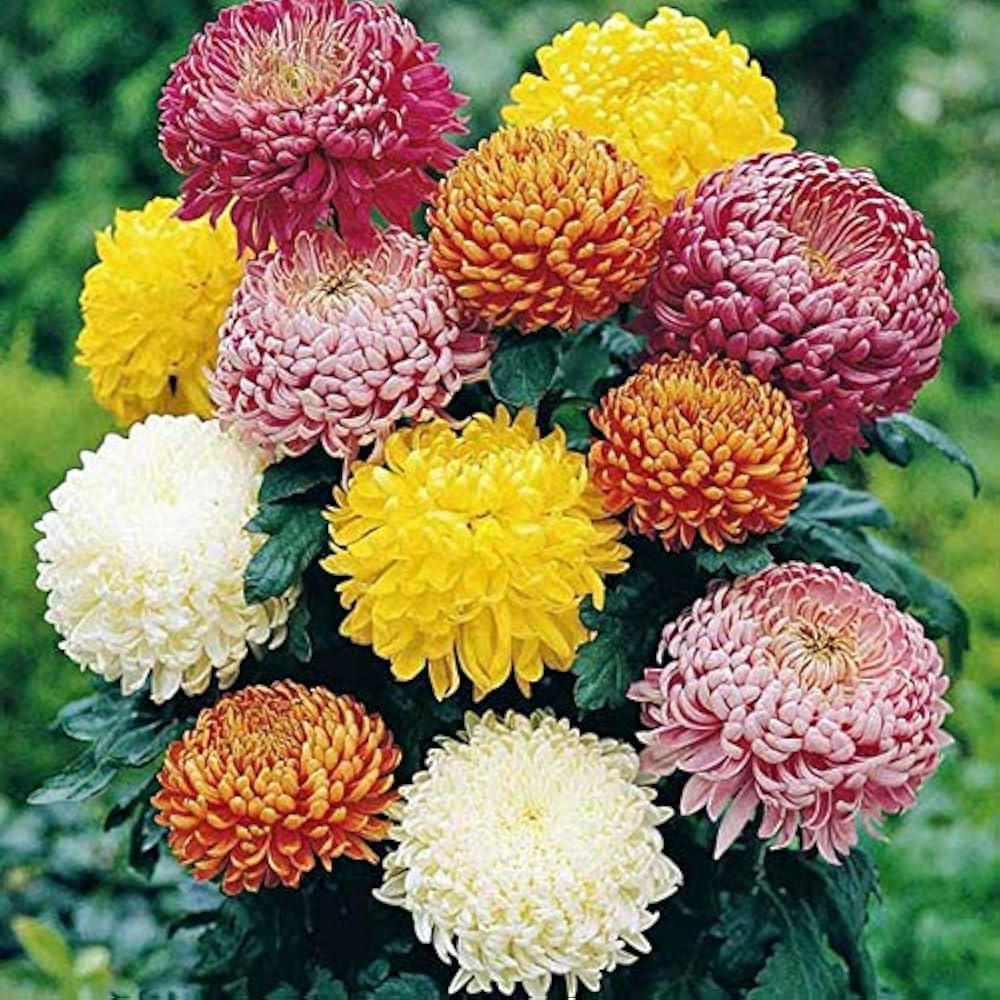 Chrysanthemum Seeds for Planting Chrysanthemum Morifolium flower bed autumn garden