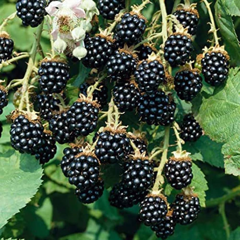 Sweet Harvest Seeds: Berry Fruit Planting Pack