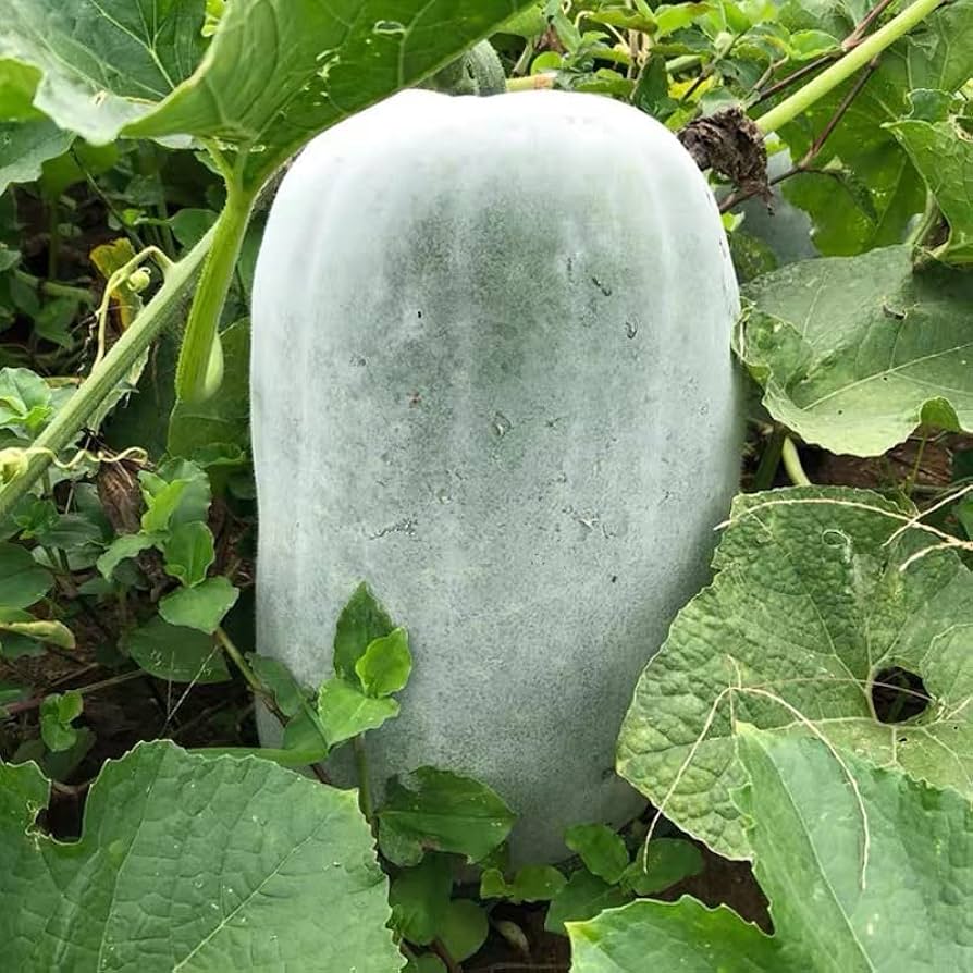 Pezzi di Semi di Piante di Melone Invernale CERA ZUCCA