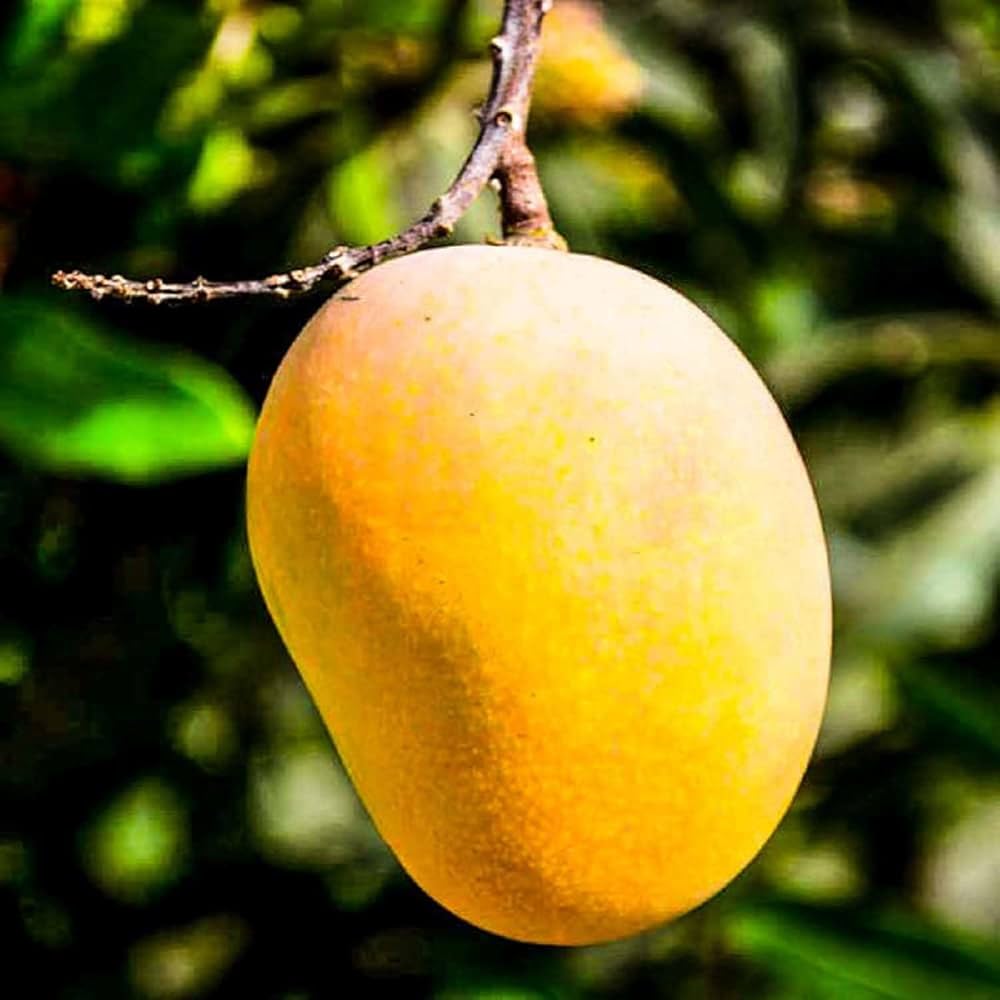 Sweet Mango Seeds for Planting