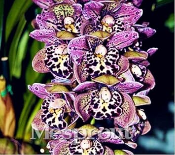 Mixed Cymbidium Orchid Flower seeds blooming in flower beds, containers, borders, and pollinator-friendly gardens