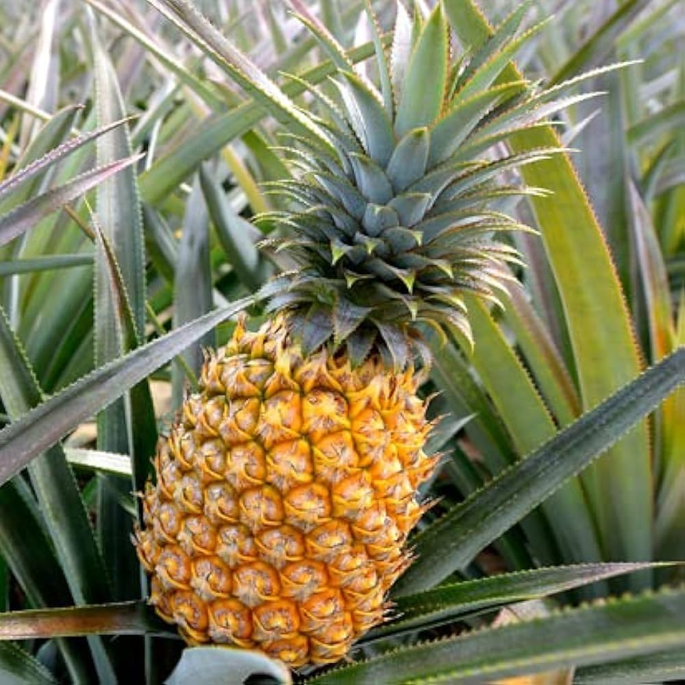 Pineapple Seeds for Planting Grow Your Own Pineapple Fruits