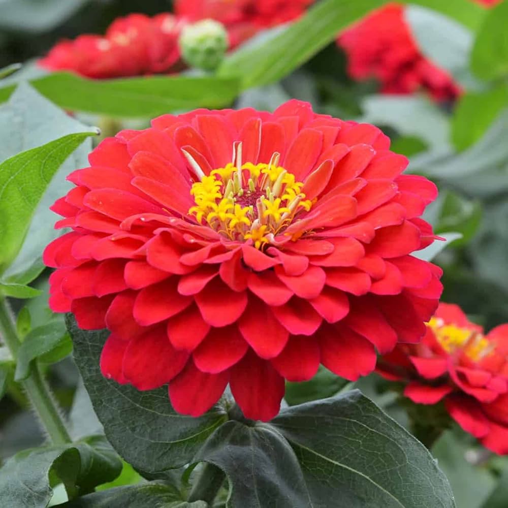 Burgundy Zinnia Flower seeds for Planting - Cut Flower Favorite, Heirloom & GMO Free Seeds for Home Garden