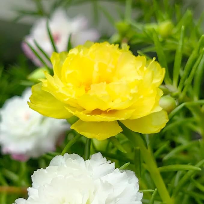Moss Rose Yellow Seeds for Vibrant Yellow Moss Roses