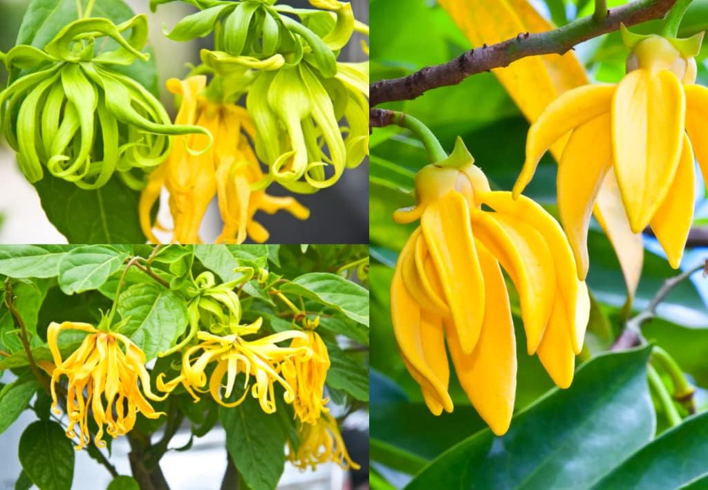 Ylang-Ylang Flower seeds for Planting - Pollinator Friendly, Heirloom & GMO Free Seeds for Home Garden