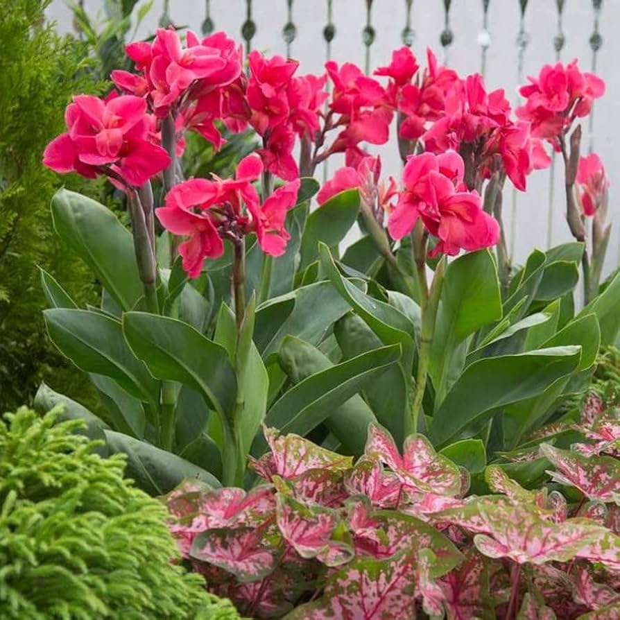 Pink Canna Flower Seeds for Planting Pollinator Friendly Heirloom & GMO Free Seeds for Home Garden
Sale