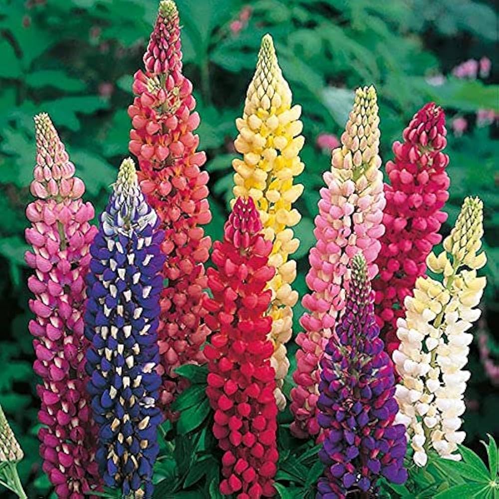 Mixed Lupine Lupinus spp. Seeds for Planting