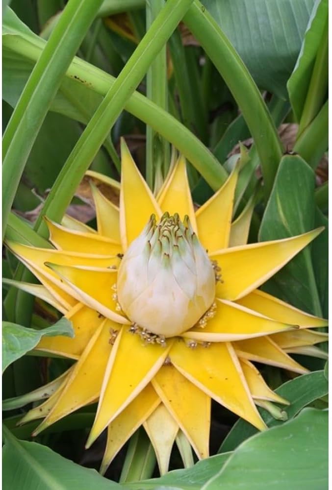 White Musella Lasiocarpa Flower seeds for Planting - Hardy Variety, Heirloom & GMO Free Seeds for Home Garden
Sale for planting in home garden.