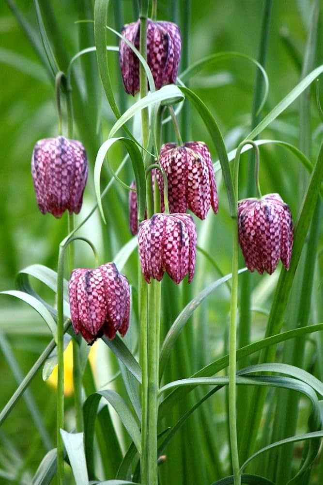 Fritillaria Persica Seeds for Planting Fritillaria persica for flower beds and ornamental gardens