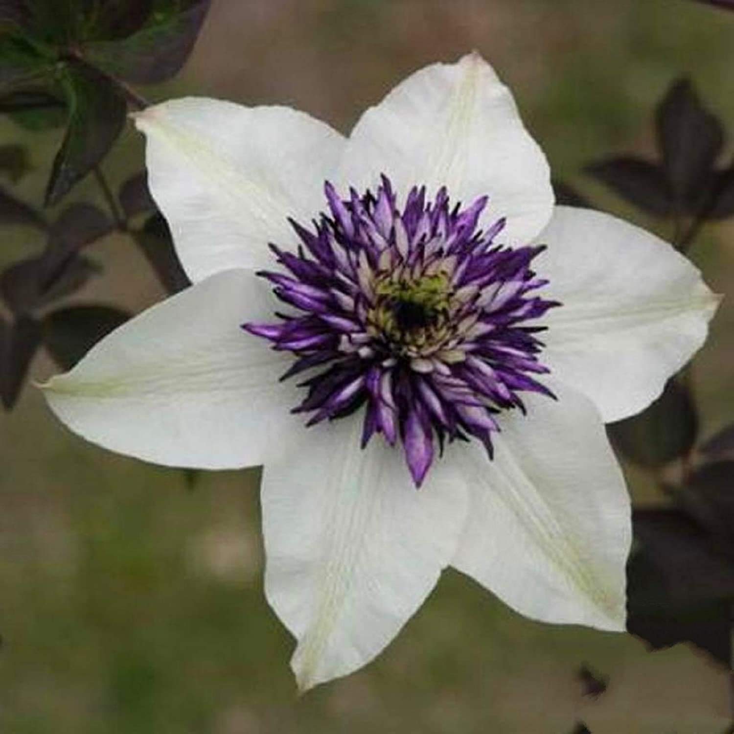 Clematis Flower seeds for Planting - Long Bloom Season, Heirloom & GMO Free Seeds for Home Garden