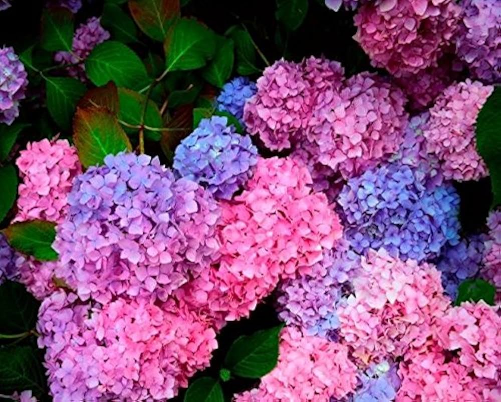 Mixed Hydrangea Hydrangea spp. Flower Seeds for Planting in Flower Bed