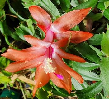 Christmas Cactus Flower seeds for Planting - Hardy Variety, Heirloom & GMO Free Seeds for Home Garden
Sale seeds for home garden
