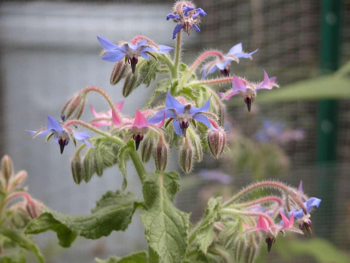 Mixed Borago Flower seeds blooming in flower beds, containers, borders, and pollinator-friendly gardens