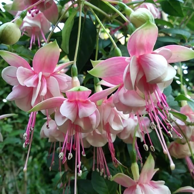 Fuchsia Fuchsia spp. Flower Seeds for Planting in Flower Bed & Garden