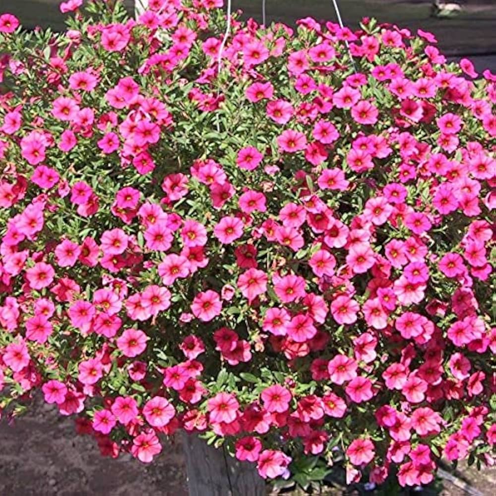 Pelletized Logro Floribunda Rose Vein Petunia Seeds for Striking Garden Displays