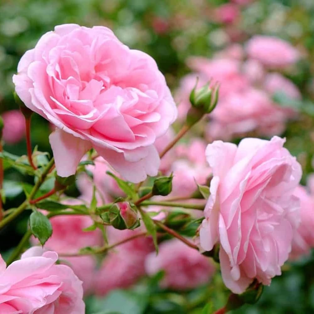 Baby Pink Rose for Planting NonGMO Heirloom Garden Seeds for Growing Beautiful Flowers Shade Tolerant
Sale