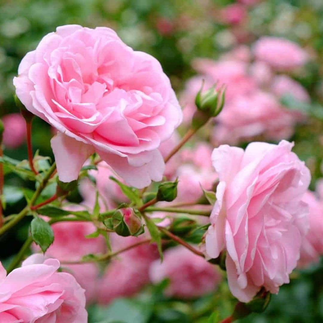 Light Pink Rose Tree Flower Seeds for Planting Garden Favorite Heirloom & GMO Free Seeds for Home Garden
Sale