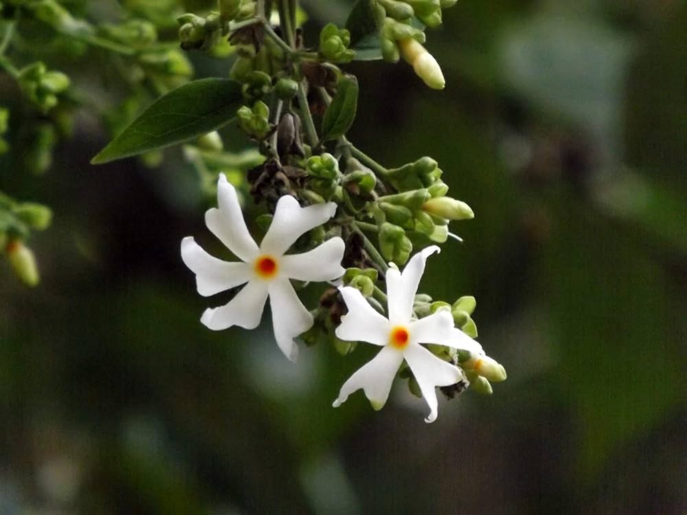 Night Blooming Star Jasmine Cestrum nocturnum Flower Seeds for Planting