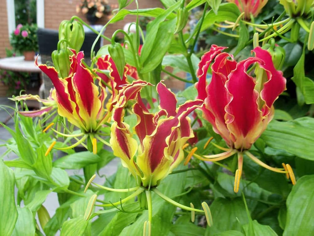 Yellow Red Gloriosa Superba Flower Planting Seeds