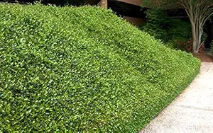 Arabian Jasmine Jasminum sambac Seeds for Planting in Flower Bed & Garden