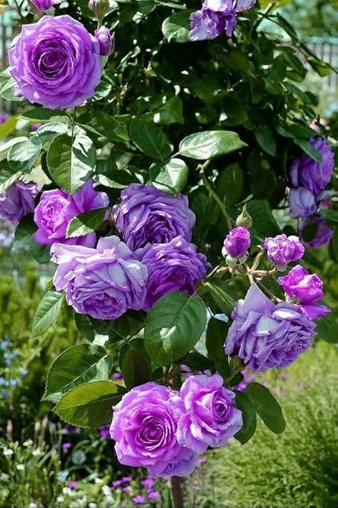Violet Rose Edge Flower seeds for Planting - Low Maintenance, Heirloom & GMO Free Seeds for Home Garden