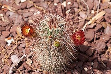 Red Echinocereus Russanthus Flower seeds for Planting - Premium Quality, Heirloom & GMO Free Seeds for Home Garden
Sale for planting in home garden.