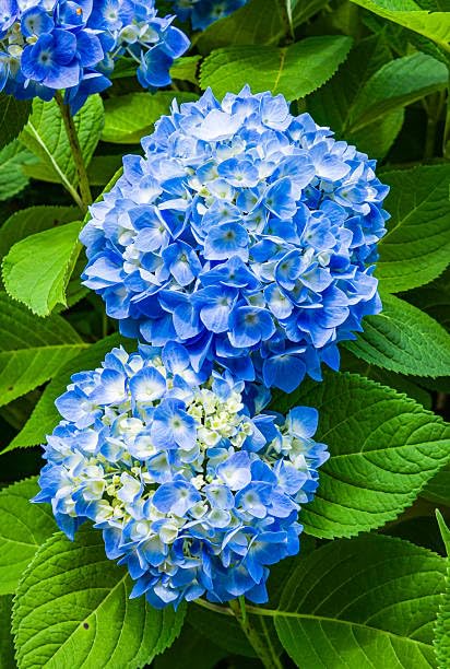 Blue Climbing Geranium Flower seeds for Planting - Long Bloom Season, Heirloom & GMO Free Seeds for Home Garden