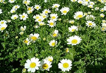 White Paludosum Flower seeds for Planting - Cut Flower Favorite, Heirloom & GMO Free Seeds for Home Garden
Sale seeds for planting in home garden