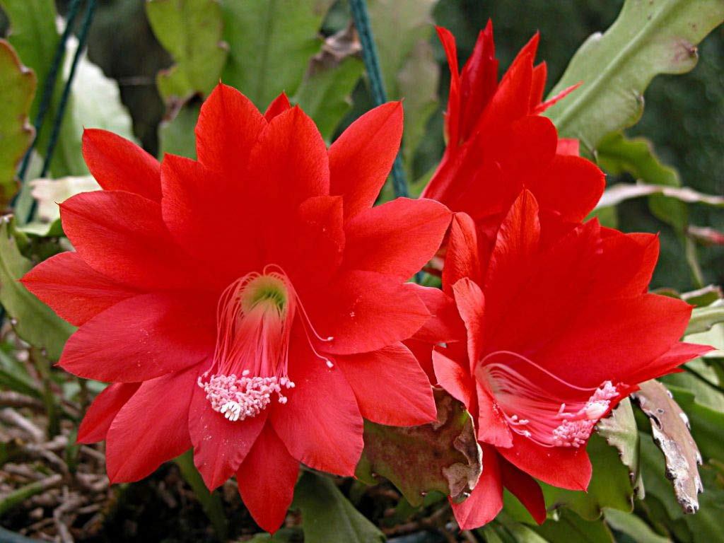 Red (Red Epiphyllum) seeds for planting in home garden