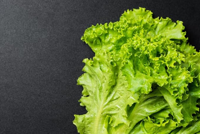 Grand Rapids Lettuce seeds for fresh lettuce