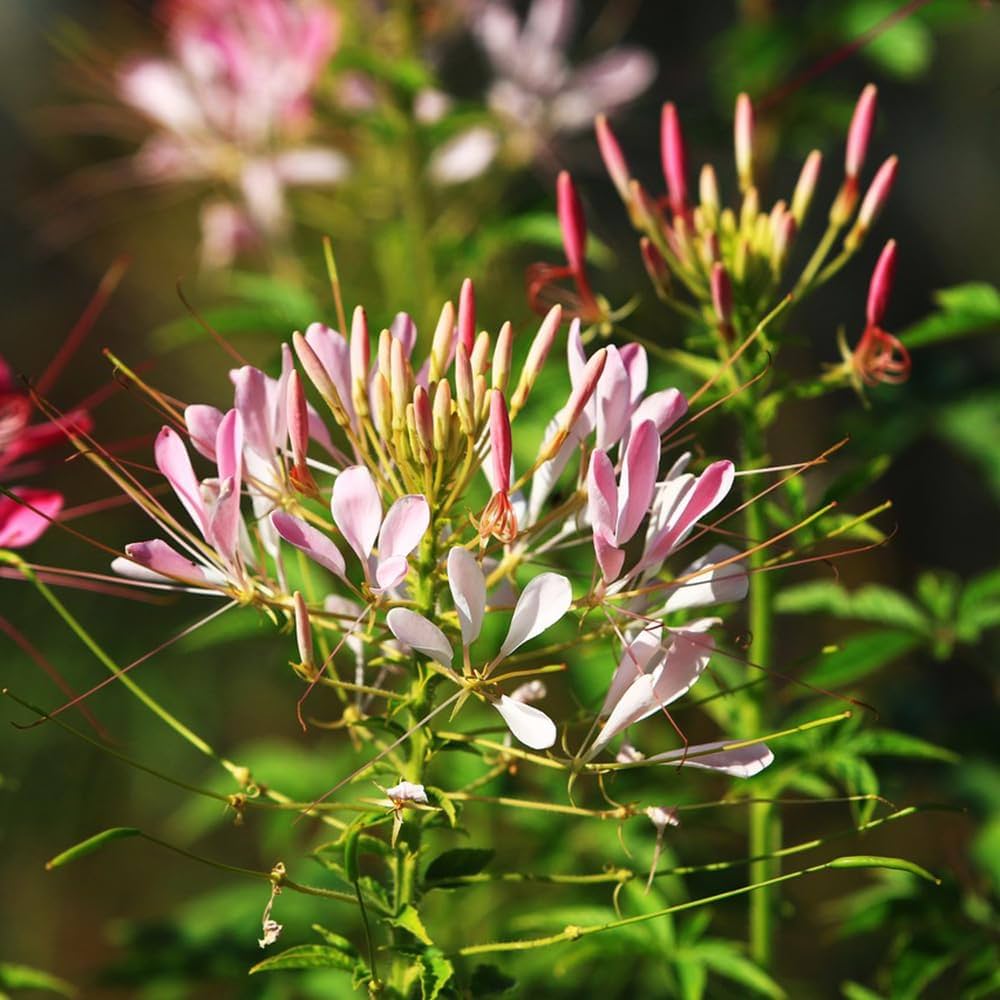 Sticky Spider Flower Seeds for Planting Cleome viscosa for wildflower beds and native gardens