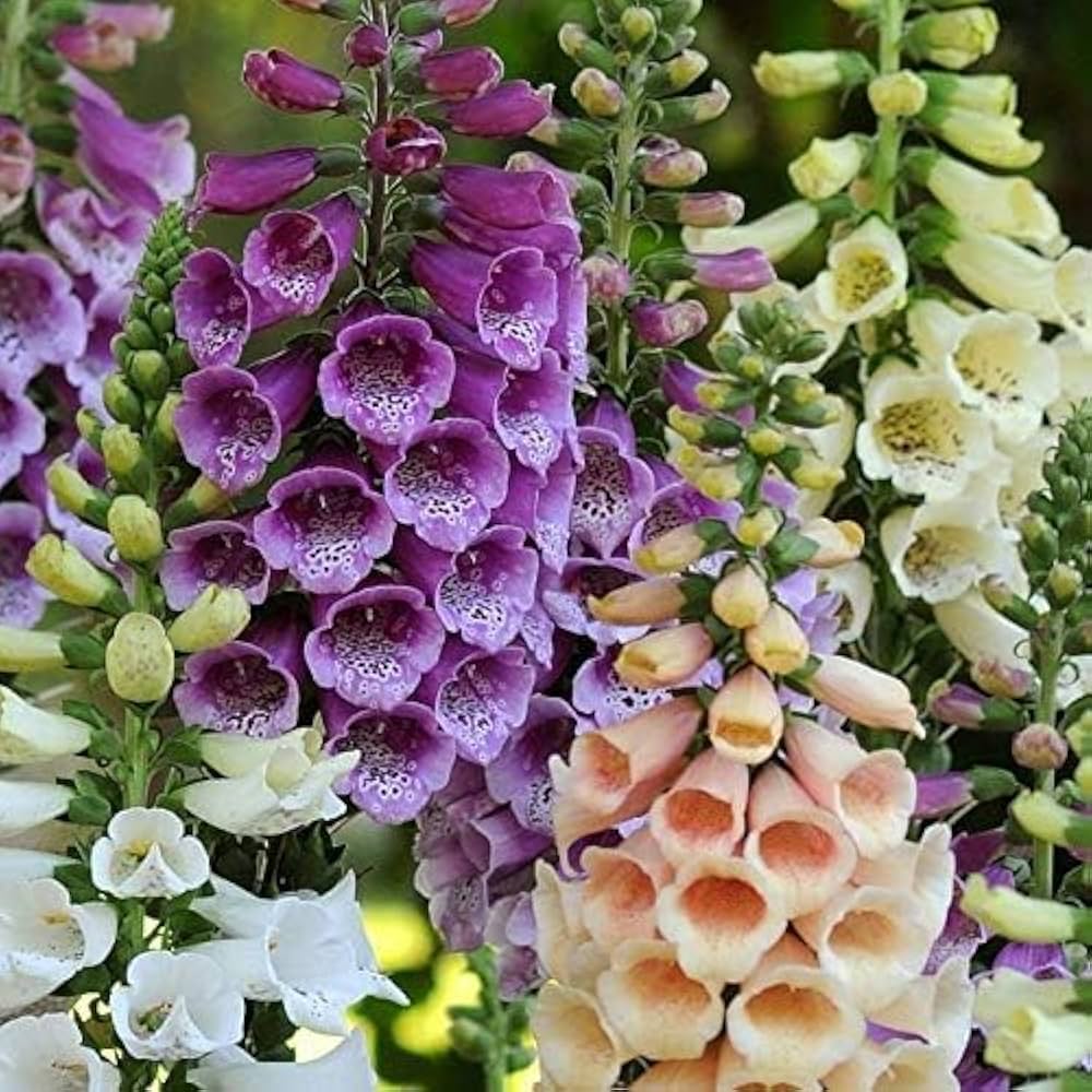 Fritillaria Digitalis Seeds for Planting in Flower Bed & Garden