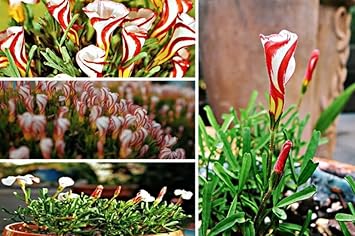Mixed Oxalis Flower seeds for Planting Long Bloom Season Heirloom & GMO Free Seeds for Home Garden
Sale for planting in home garden