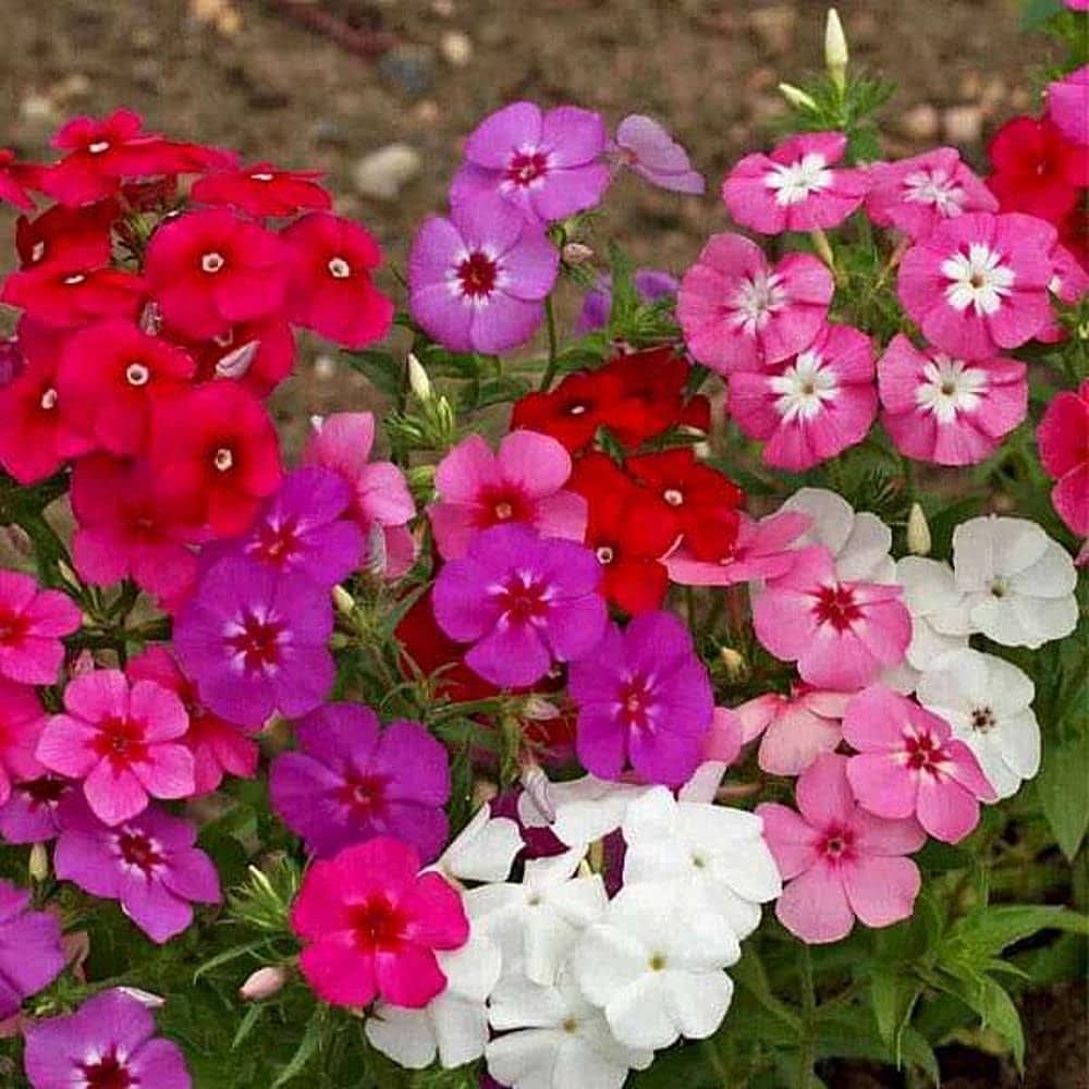 Pigtail Anthurium Anthurium spp. Seeds for Planting in Tropical Garden
