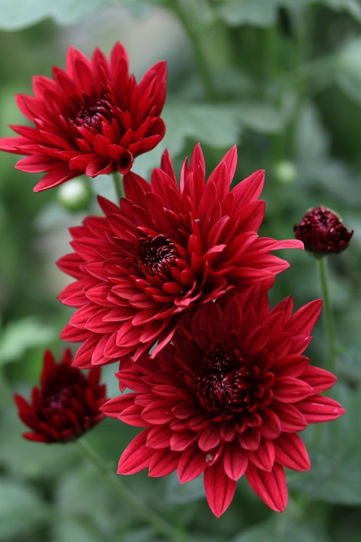 Chrysanthemum Red Flower Seeds for Planting | Perennial Blooms - Evergrowseeds