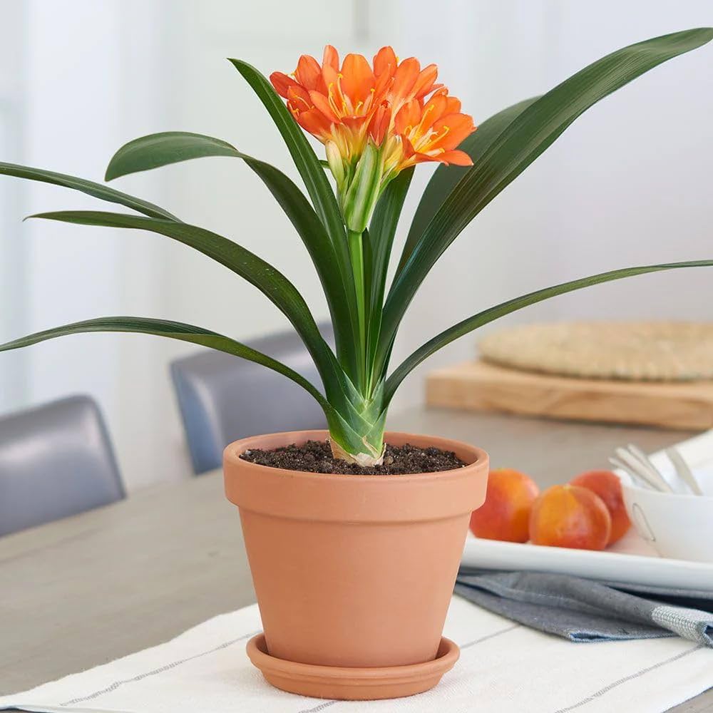 Clivia Flower orange Seeds for Planting Grow Stunning Clivia Plants in Your Garden