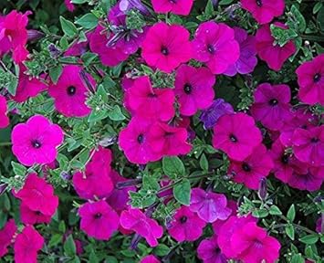 Pink Trailing Petunia Flower seeds with colorful trailing blooms for hanging baskets, containers, and garden borders