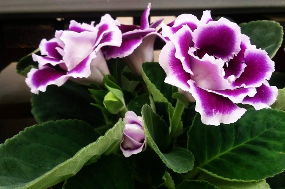 White Purple Gloxinia Flower seeds for Planting - Long Bloom Season, Heirloom & GMO Free Seeds for Home Garden
