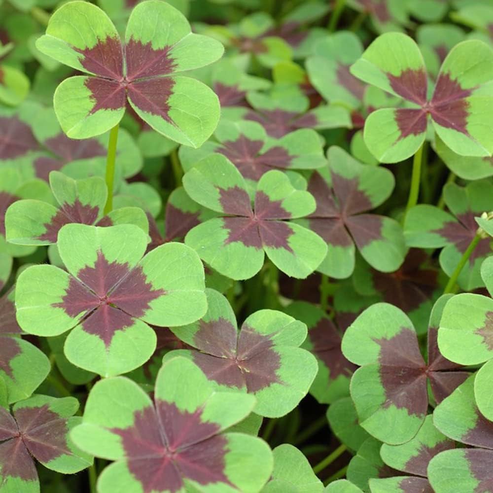 Four-Leaf Clover Seeds for Planting Trifolium Repens lucky charm home garden