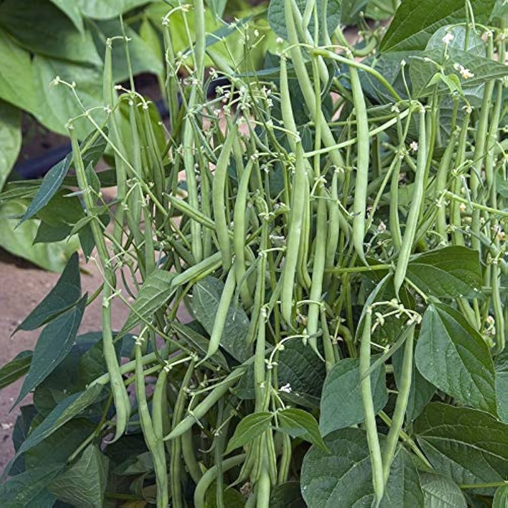 Green Bean Seeds for Planting Vegetable Garden Essentials