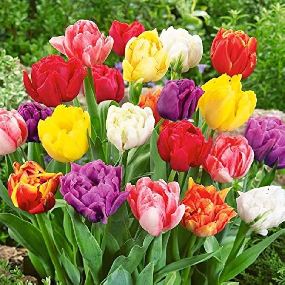 Bonsai Tulip Bulb Flower Seeds for Miniature Growth