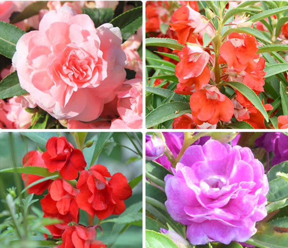 Impatiens Sun and Shade Hot Passion Seeds for Bold Garden Blooms