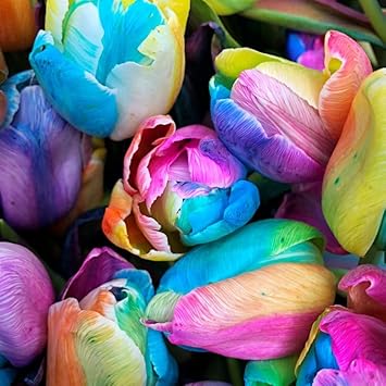 Mixed Higanbana Flower Seeds for Planting Drought Tolerant Heirloom & GMO Free Seeds for Home Garden
Sale for planting in home garden